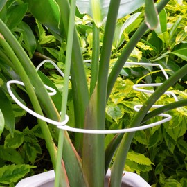 Yohsnor 5PCS Monstera Plant Stem Support White - 11x9.4 inches, Durable Adjustable Leaf Supports for Indoor Plants, Fishbone Cactus Stake Holder for Garden Stability