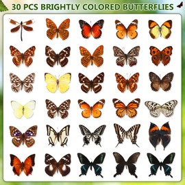 Thyle 30 Pcs Taxidermy Butterfly Real Butterfly Specimen Artwork Material Decor Natural Unmounted Butterfly Collection Assorted Taxidermy Animals for Entomology Craft Home Office Display Artwork