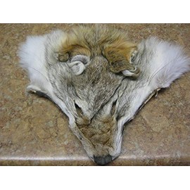 TruBlu Supply Western Coyote Face #1 Grade Taxidermy Mount Bracket Wall Mount Brown Leather Tanned