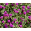 100PCS Gomphrena Purple Seeds Globe Amaranth Plant Seeds