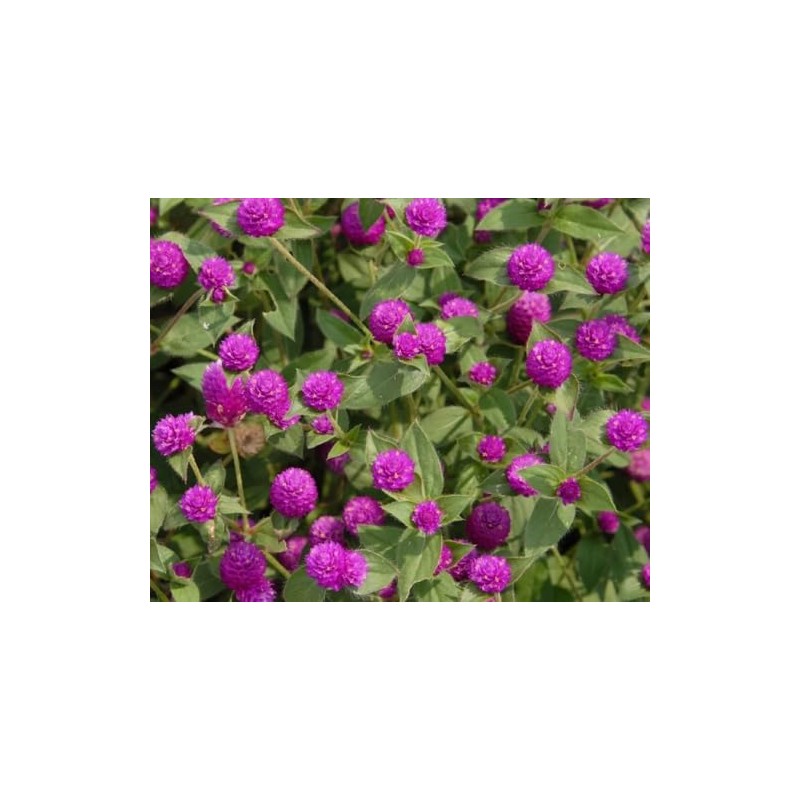 100PCS Gomphrena Purple Seeds Globe Amaranth Plant Seeds