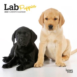 Lab Puppies | 2024 7 x 14 Inch Monthly Mini Wall Calendar | BrownTrout | Animals Dog Breeds Puppy