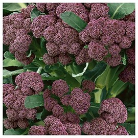 Everwilde Farms - 1 Lb Purple Sprouting Broccoli Seeds - Gold Vault