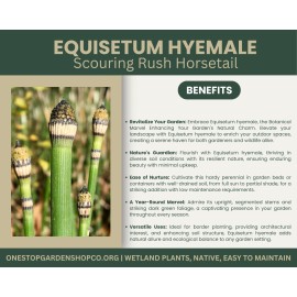 Equisetum hyemale | Scouring-rush Horsetail | Bareroot | Ancient | Pond | Water