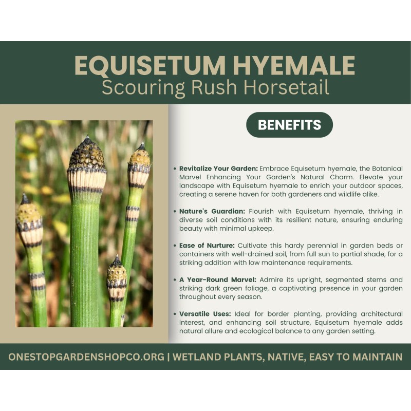 Equisetum hyemale | Scouring-rush Horsetail | Bareroot | Ancient |