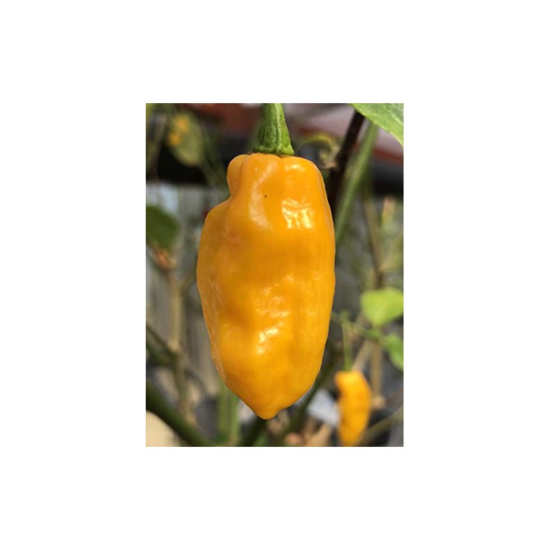 Best Sellers - Super Hot Pepper Seed Combo Pack (12