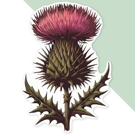 Extra Large 460mm 'Scottish Thistle' Permanent Sticker Decal for Cars/Windows/Bins/Walls (DW00124575)