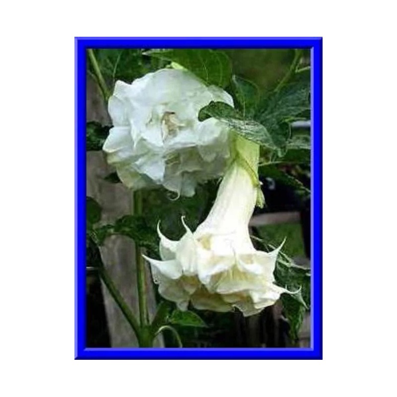 Seeds Bee Blooming Custom Devil Trumpet Mix -Trumpet Bush Seeds