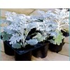 Seeds4planting - Seeds Dusty Miller Silver Groundsel Silver Dust Cineraria