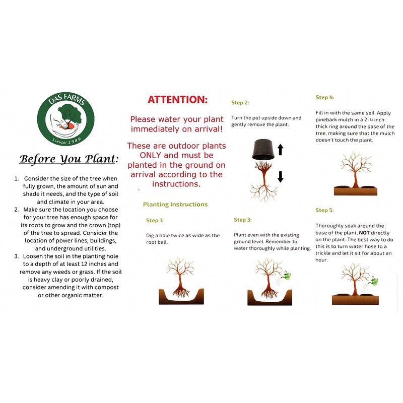 Corkscrew Willow Tree - Live Plant Shipped 3 to 4