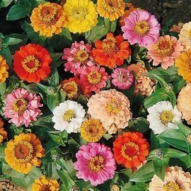 Zinnia THUMBELINA Mix Dwarf 12" Butterflies 100 Seeds Non-GMO Zinnia Elegans