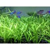 15x Dwarf Sagittaria Subulata Dwarf Sag Easy Live Aquarium Plants