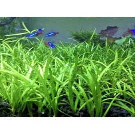 15x Dwarf Sagittaria Subulata Dwarf Sag Easy Live Aquarium Plants Aquatic Plants