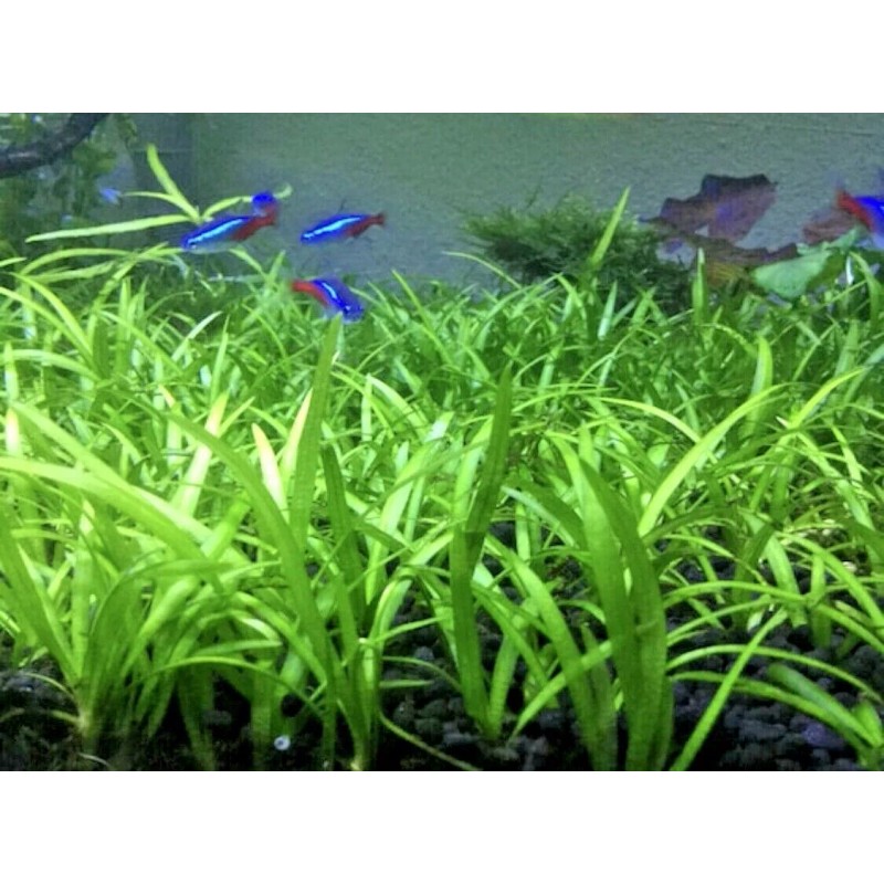 15x Dwarf Sagittaria Subulata Dwarf Sag Easy Live Aquarium Plants