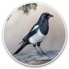 Vinyl Stickers (Set of 2) 7.5cm - Magpie Bird Animals