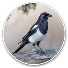Vinyl Stickers (Set of 2) 7.5cm - Magpie Bird Animals Birds #8765