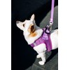DUKIER - Dog Body Harness, Adjustable and Sturdy Body Armour,