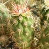 Echinocereus brandegeei Cacti Cactus Succulent Real Live Plant