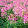 Outsidepride Serrulata Cleome Seeds - 1000 Pcs Annual Flower Seeds