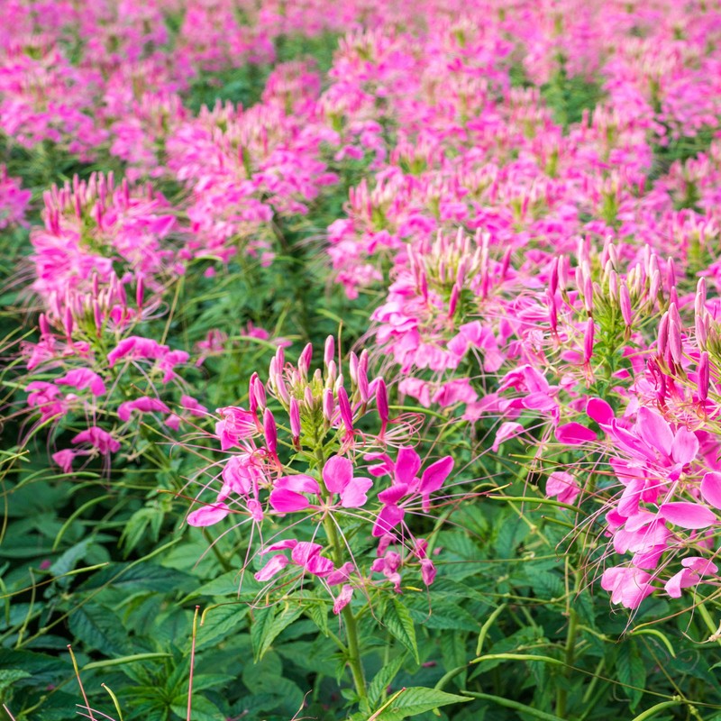 Outsidepride Serrulata Cleome Seeds - 1000 Pcs Annual Flower Seeds