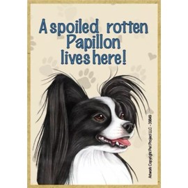 A spoiled rotten Papillon lives here! Blk Wht Fridge Dog Magnet 2.5X3.5 NEW Gift