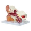 Axis Scientific Human Ear Model, 5 Times Enlarged 4 Dimensional