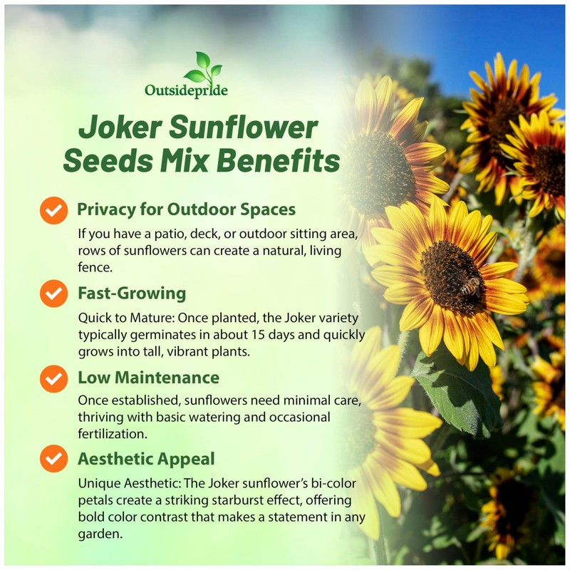 Outsidepride Joker Sunflower Seeds for Planting - 50 Pcs Annual,