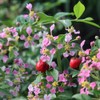 Brussel's Bonsai Live Barbados Cherry Bonsai Tree - Indoor Live