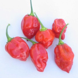 Caribbean Red Habanero Hot Pepper Garden Seeds - 250 g Packet ~30 Seeds - Non-GMO, Heirloom Vegetable Gardening Seed