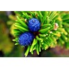 10 Seeds Bristlecone Pine Seeds | Pinus aristata Oldest Living