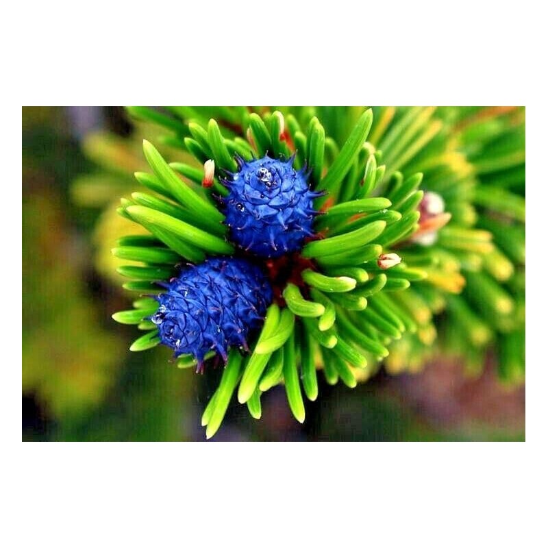 10 Seeds Bristlecone Pine Seeds | Pinus aristata Oldest Living