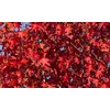 Brandywine Red Maple Tree - Live Plant Shipped 1 to