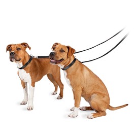 PetSafe Nylon Dog Leash - Strong, Durable, Traditional Style Leash with Easy to Use Bolt Snap - 1 in. x 6 ft., Apple Green