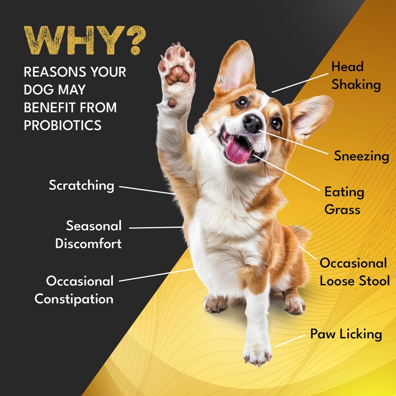 Probiotic Dog Supplements
