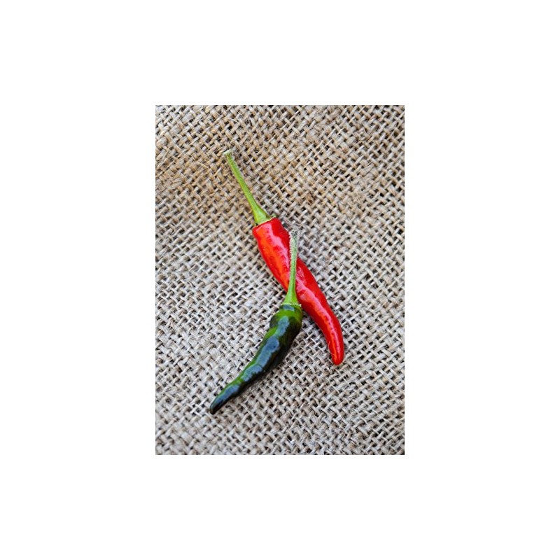 Black Cobra Goats Weed Chile Heirloom Pepper Premium Seeds for