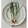 ONE Mondo Grass Plant Bare Roots-Live Terrarium Decor - Easy