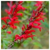 Everwilde Farms - 1 Lb Scarlet Sage Native Wildflower Seeds