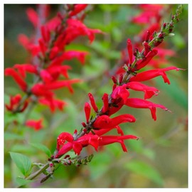 Everwilde Farms - 1 Lb Scarlet Sage Native Wildflower Seeds - Gold Vault