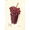Fruit Postcard: Vintage Repro Print - Beautiful Red Grapes, Napa