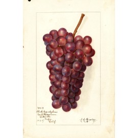 Fruit Postcard: Vintage Repro Print -  Beautiful Red Grapes, Napa