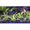 15x Dwarf Sagittaria Subulata Dwarf Sag Easy Live Aquarium Plants