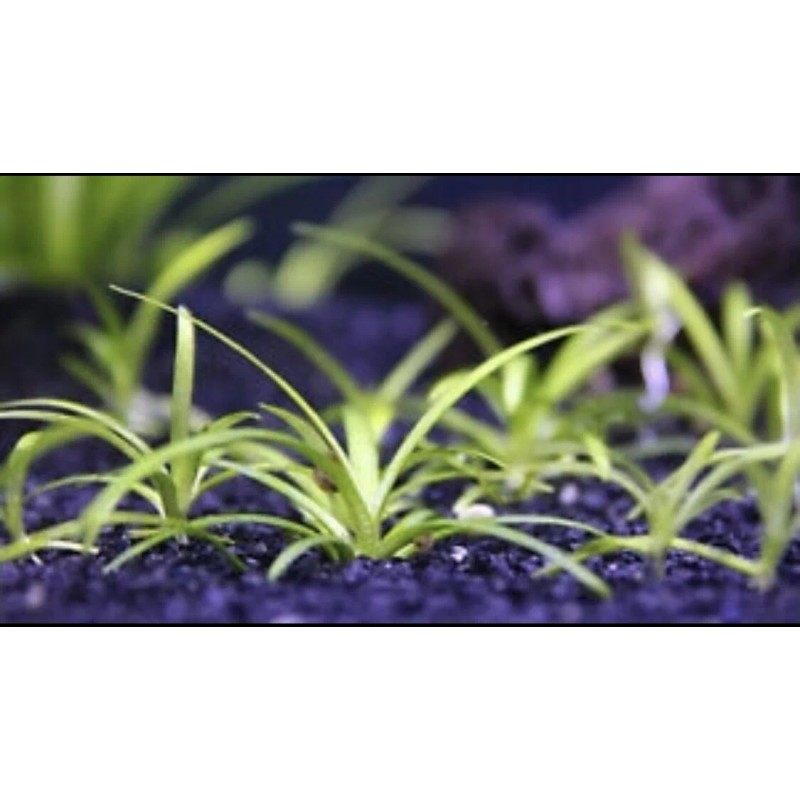 15x Dwarf Sagittaria Subulata Dwarf Sag Easy Live Aquarium Plants
