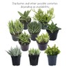Altman Plants Assorted Live Succulents Desk Buddy Collection Easy Care