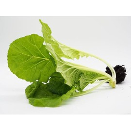 Tokyo Bekana Asian Cabbage Greens Premium Seeds for Planting Packet