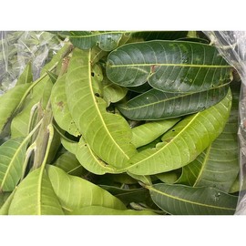 Mango Leaves - Mangifera Indica - Style: Fresh