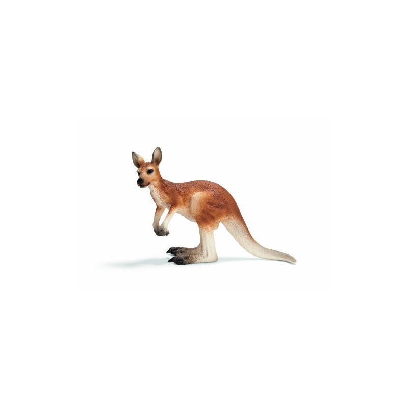 Kangaroo - Male