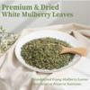 FullChea - White Mulberry Leaf Tea, 40 Teabags – 100%