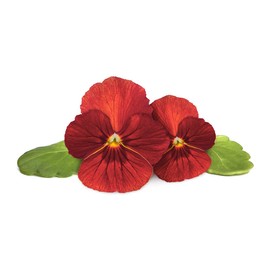 Click and Grow Smart Garden Red Pansy Plant Pods, 3-Pack