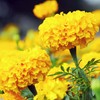 Outsidepride Marigold Yellow - 1000 Seeds