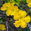 Cats Claw Tea by Alpi Nature, Cat's Claw Cut, Dried